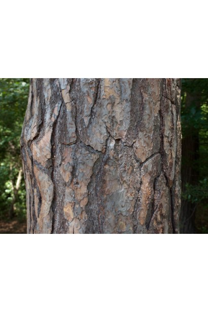 Сосна звичайна кора